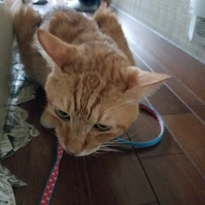 チャー頑張ってくれました。