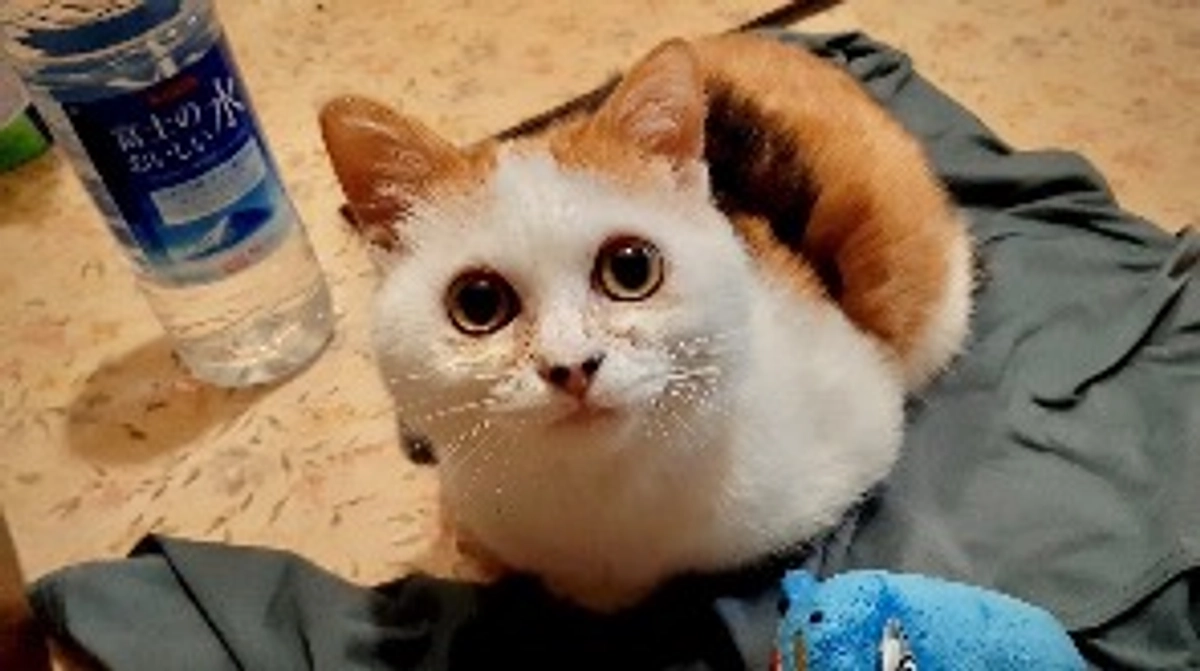 少し残念なお知らせと近況報告