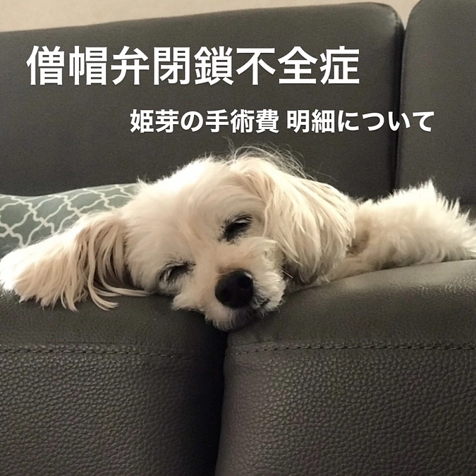 僧帽弁閉鎖不全症の手術費用について