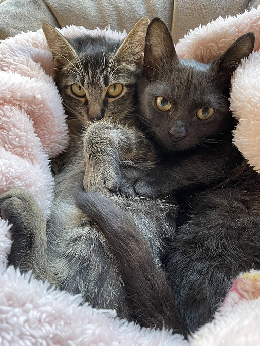 ボランティアメッセージリレー① （預かり担当：石丸さん）