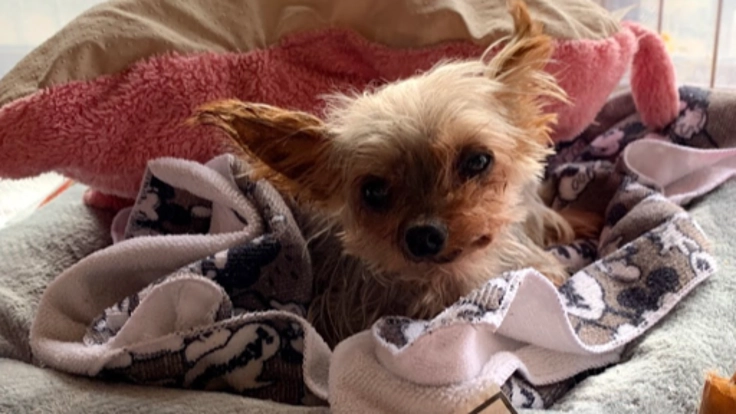 子宮蓄膿症になったメロンを助けて下さい‼︎