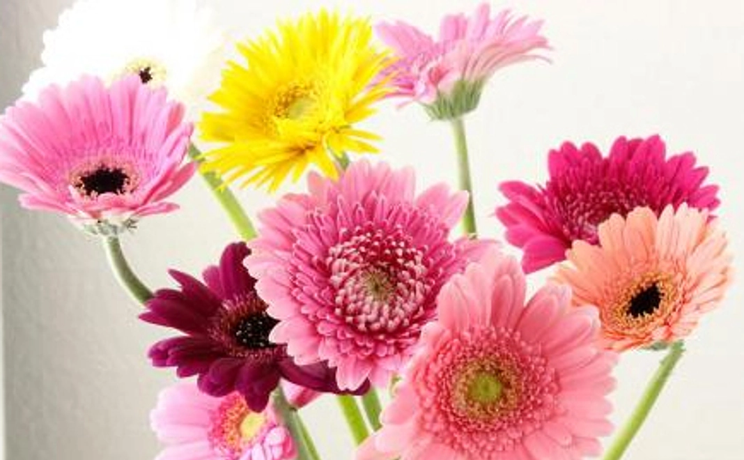 リターン不要な方向けお気持ちコース5000円