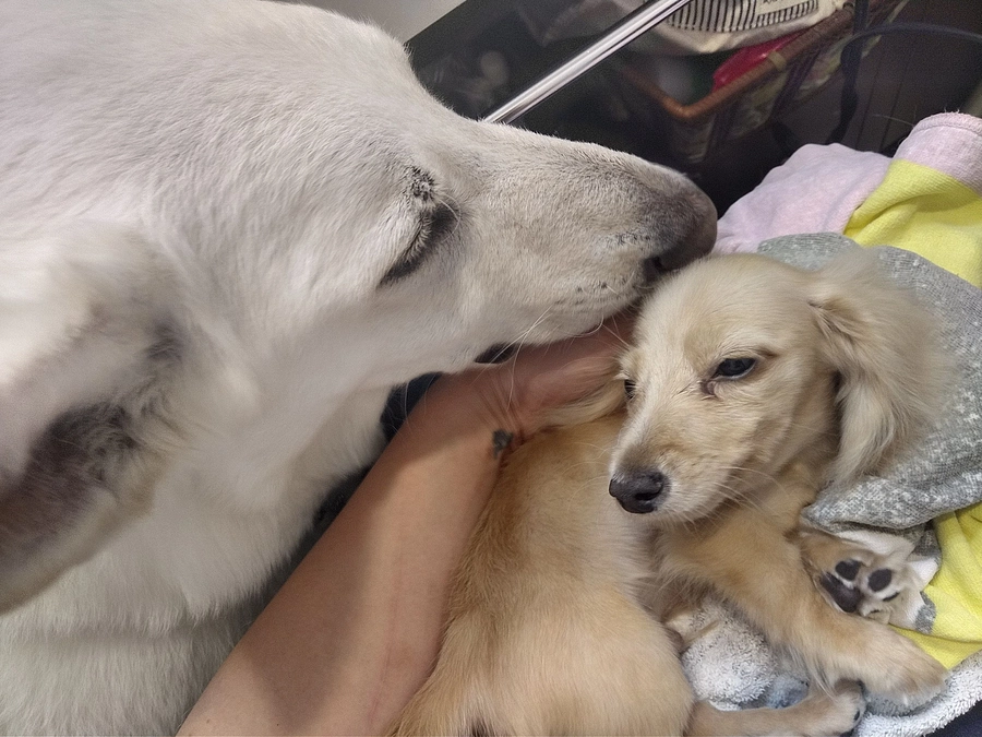 【緊急告知：ラジオ放送出演のお知らせ】FMハイホーで想いを語ります！