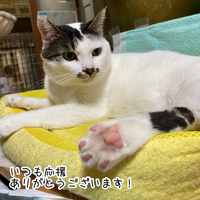 7月分継続寄付収支報告