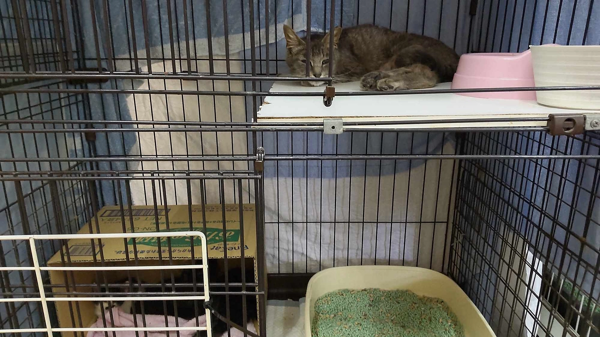 かわいそうだけでは助けられない　野良猫さんのこと⑪