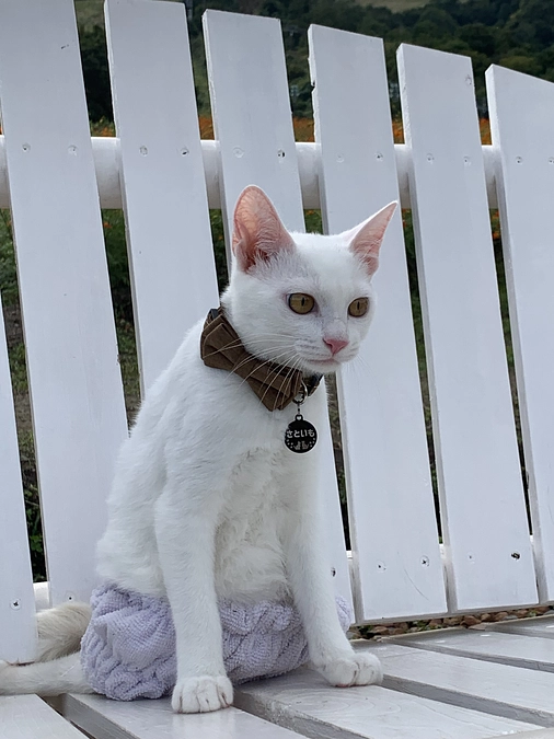 外で気を付けてあげること