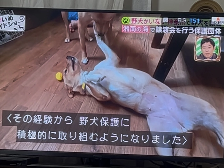 レーベンの日常をご紹介。ワンコ達のシャンプータイム。