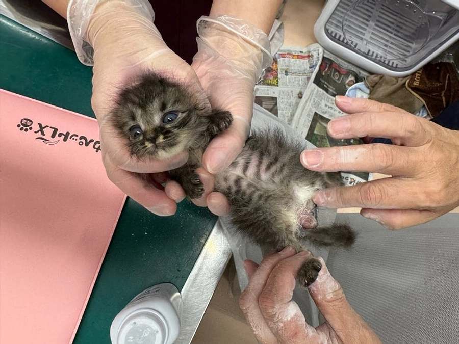 お尻が爛れてしまった子猫