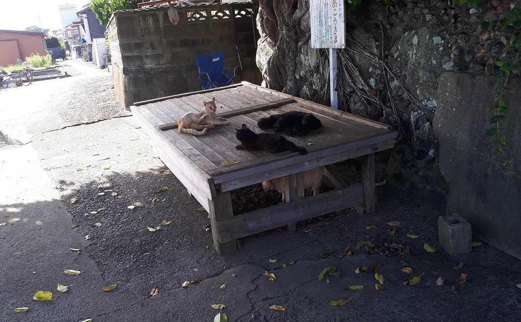 活動報告と湯島の猫の写真