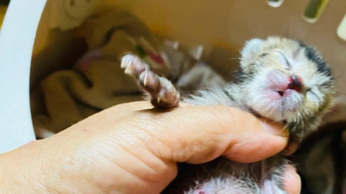 トイレに捨てられた子猫たち!!学校に向かっていた若者たちが子猫の鳴き声を聞きました！そして、公共トイ