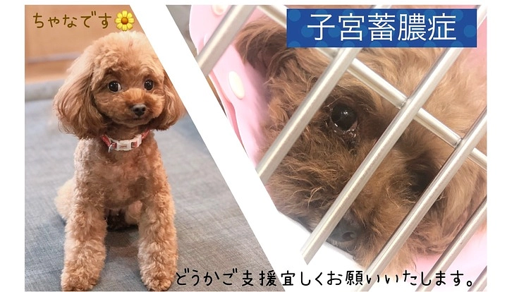 【至急】子宮蓄膿症の治療と手術の費用を助けてください。