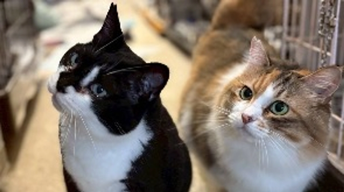 クラウドファンディング挑戦も残り11日！精一杯頑張ります！動物たちのために！