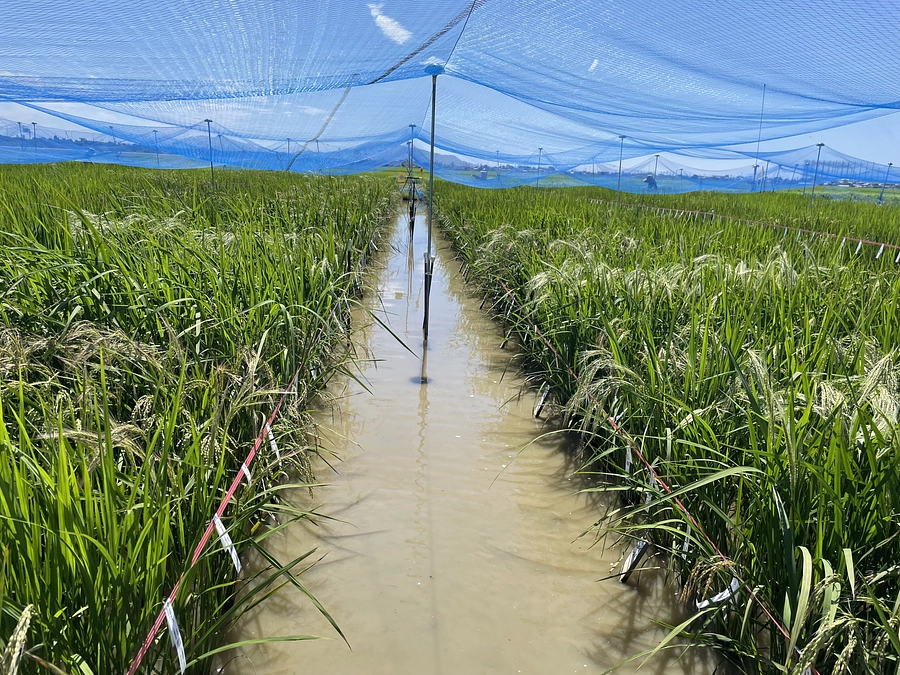 【残り約１３時間】イネの開花の調査をみんなで頑張っています！