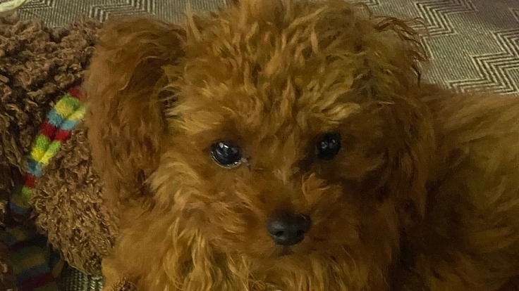 ルークの膝蓋骨の手術費用ご支援をお願いします。