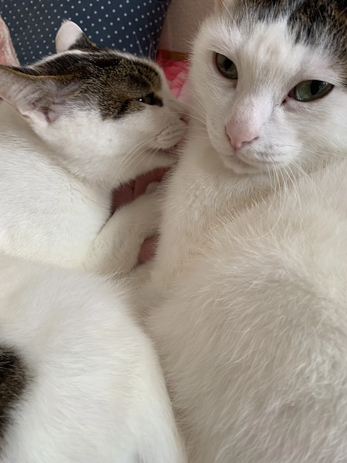 ソラの腫瘍摘出の手術結果