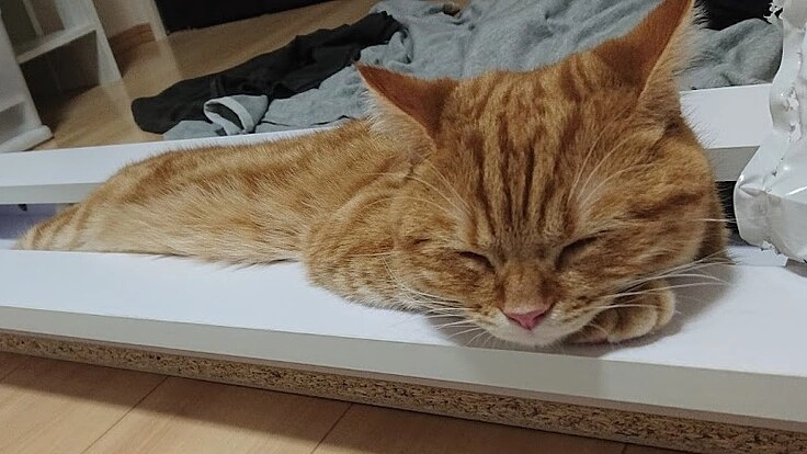 あい猫ロイをFIPから救ってください