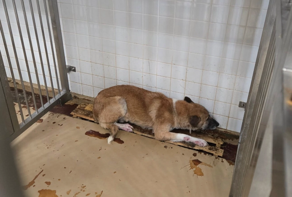 このクラファン中にも、命の期限が切れてしまう子をたくさん引き取りました