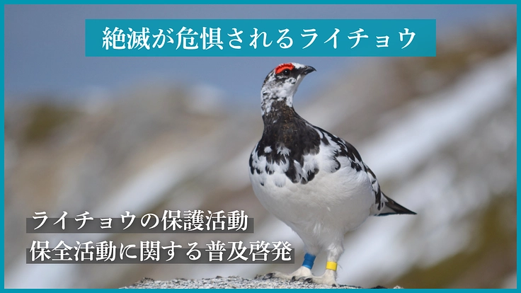 #みんなでつなぐライチョウの未来|ミライチョウプロジェクト第二弾 3枚目