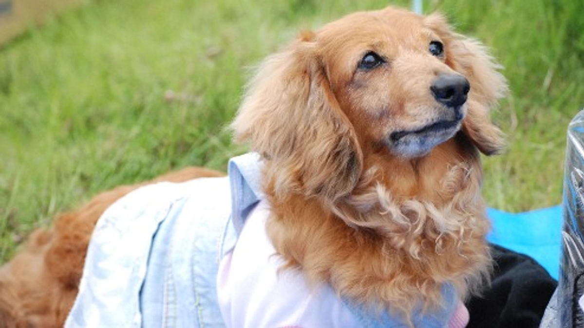 【残り6時間】デュッカがいたからこそ、DOG DUCAがあり、シニアドッグ・サポーター制度がある