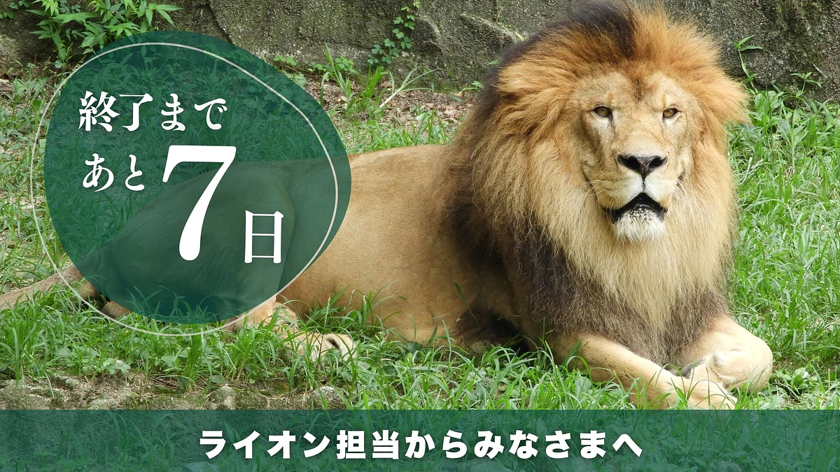 プロジェクト終了まであと7日　安佐動物公園のみどころライオン編