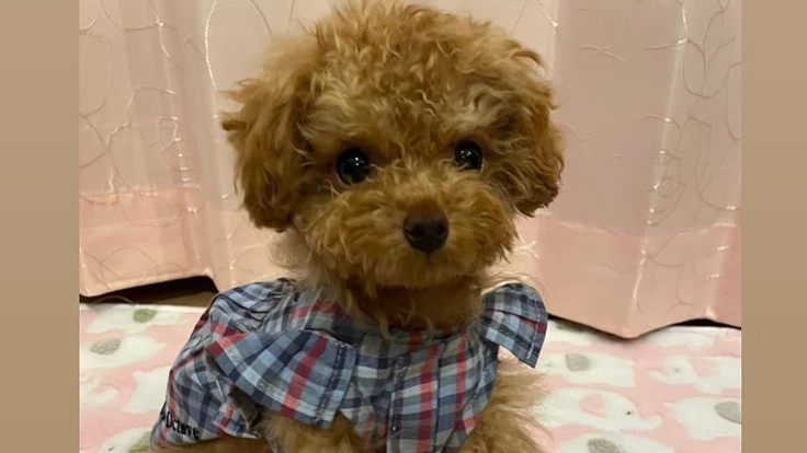 【先天性門脈体循環シャント】の手術・治療費のご支援をお願い致します