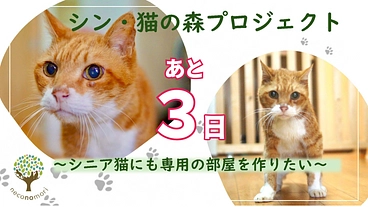 「シン・猫の森プロジェクト」〜シニア猫にも専用の部屋を作りたい〜 のトップ画像