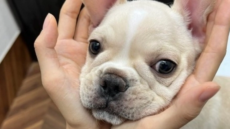 生後3ヶ月　クウの【僧帽弁閉鎖不全症】の手術費用ご支援お願いします