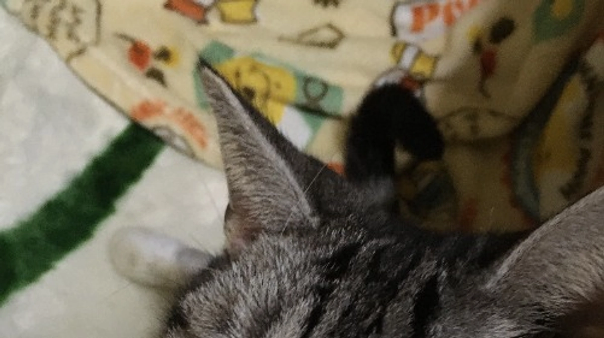 あ、またやってる。