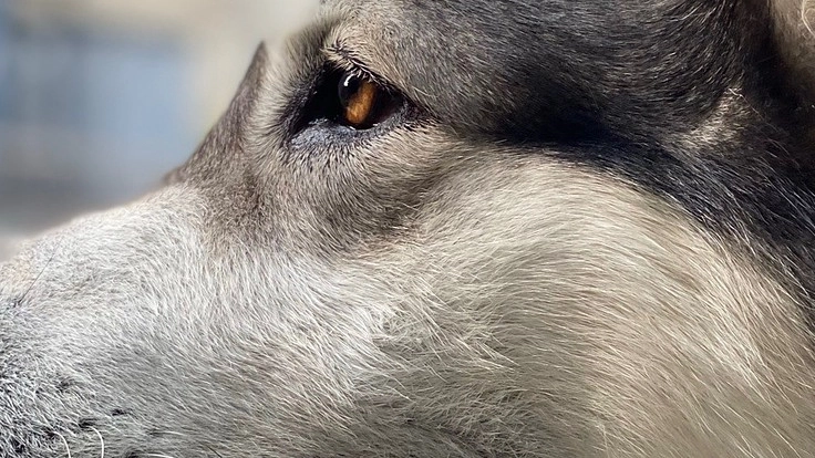 ペット界に法人化目標！一貫したサポートシステムの導入への第一歩