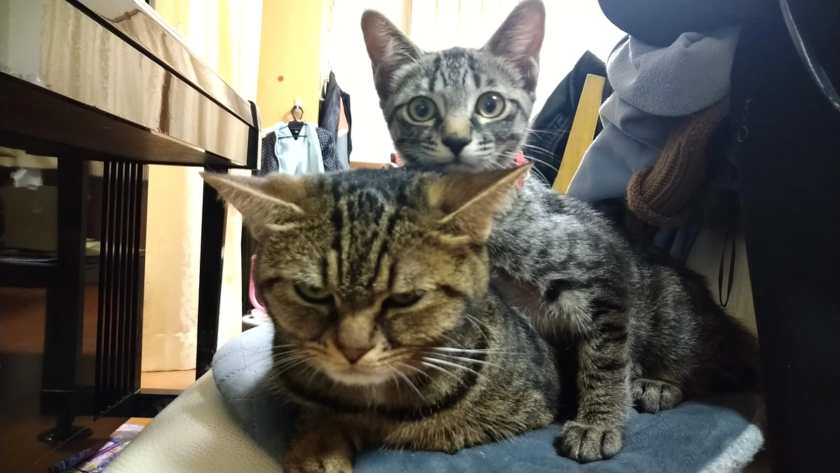 生まれつき耳の聞こえないお姉ちゃん猫。モモタスについて。