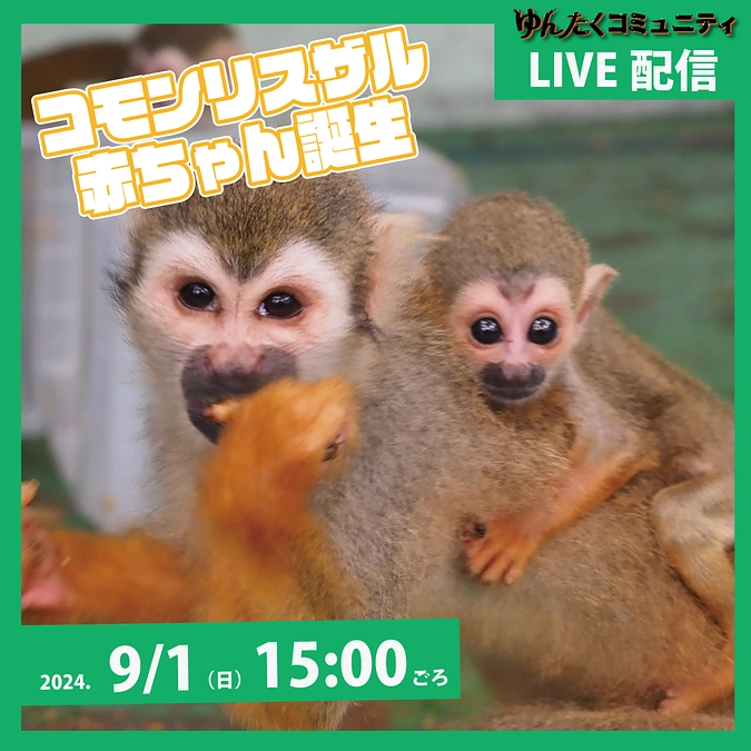 ゆんたくコミュニティ限定ライブ配信「誕生！コモンリスザルの赤ちゃん」
