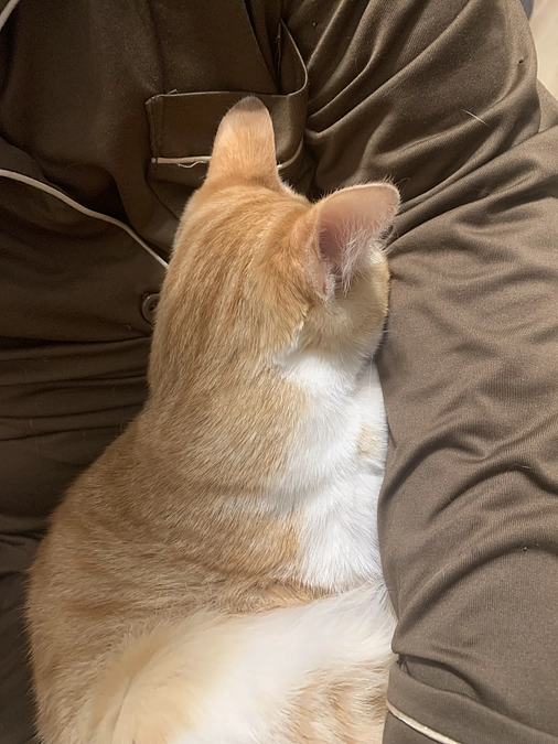 プロジェクト開始されました