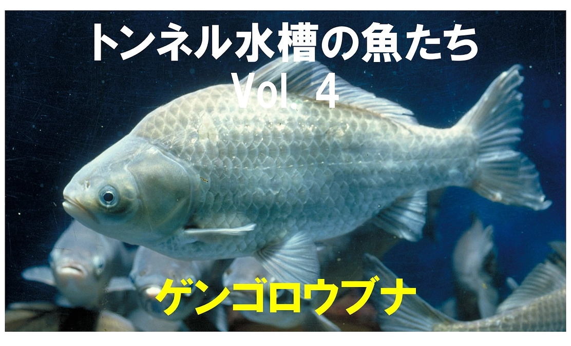 🐟ゲンゴロウブナ～トンネル水槽の魚たち④～🐟