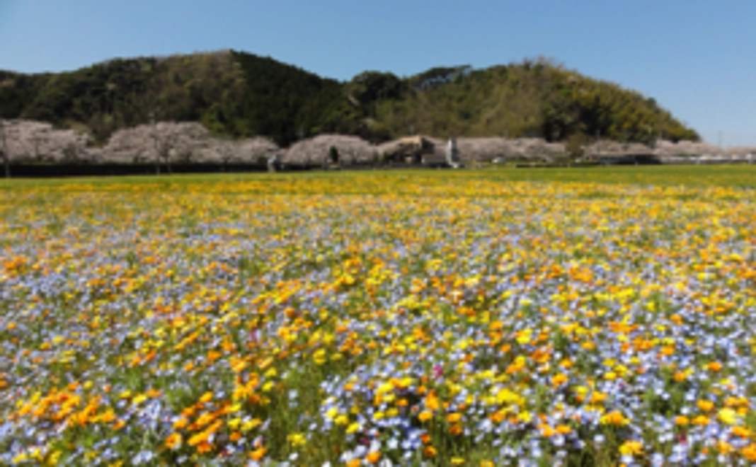 【お気持ちコース】田んぼをつかった花畑の開催を応援！