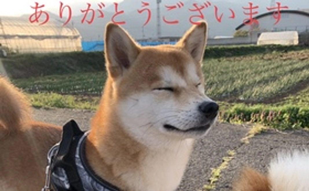 感謝のお手紙と写真