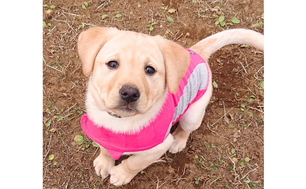 【寄付金控除対象】3,000円寄付コース