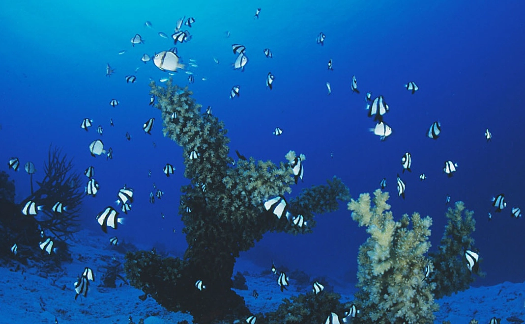 ミクロネシア観光動画：B 及び奨学金を受けた高校生からのお礼状