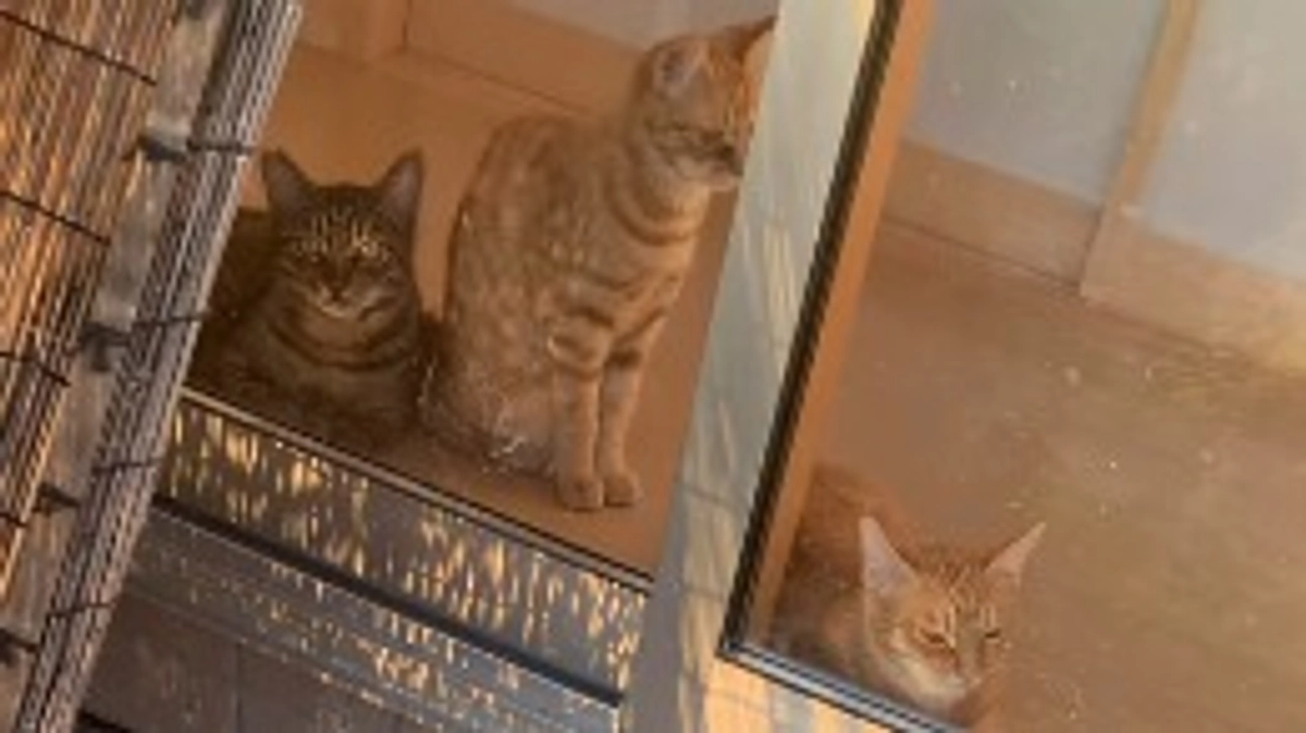 11/5 猫ちゃん達の様子🐱