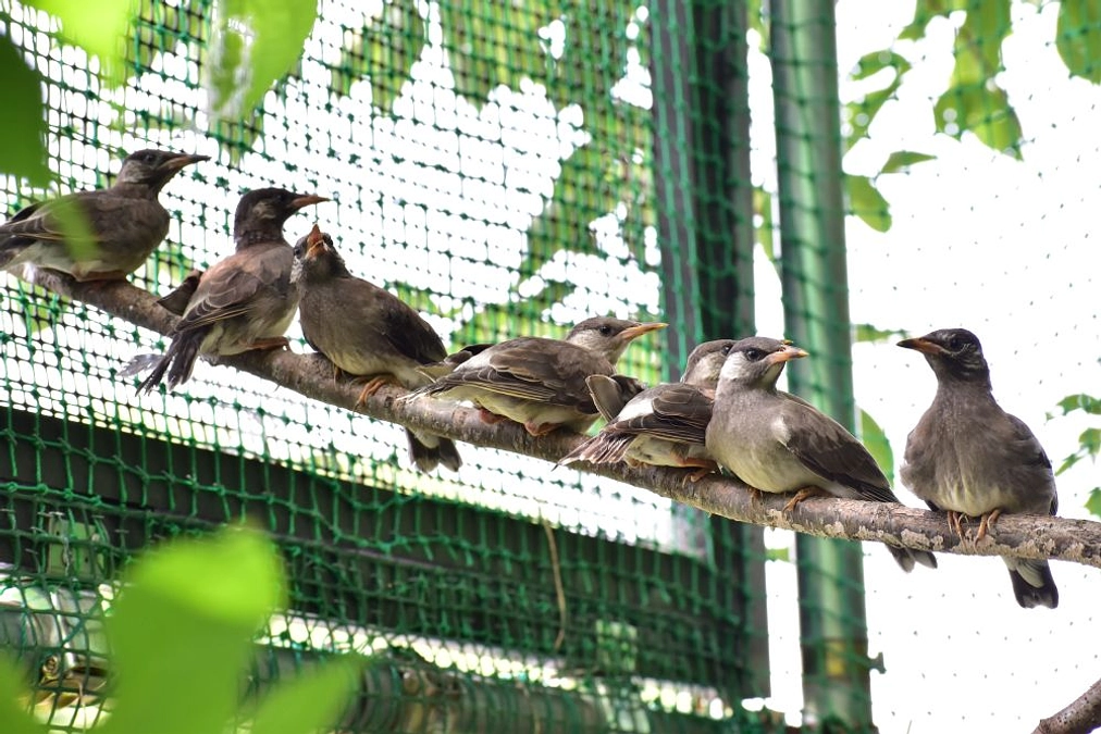 【リリース情報】ムクドリ兄弟　元気よく羽ばたいて！