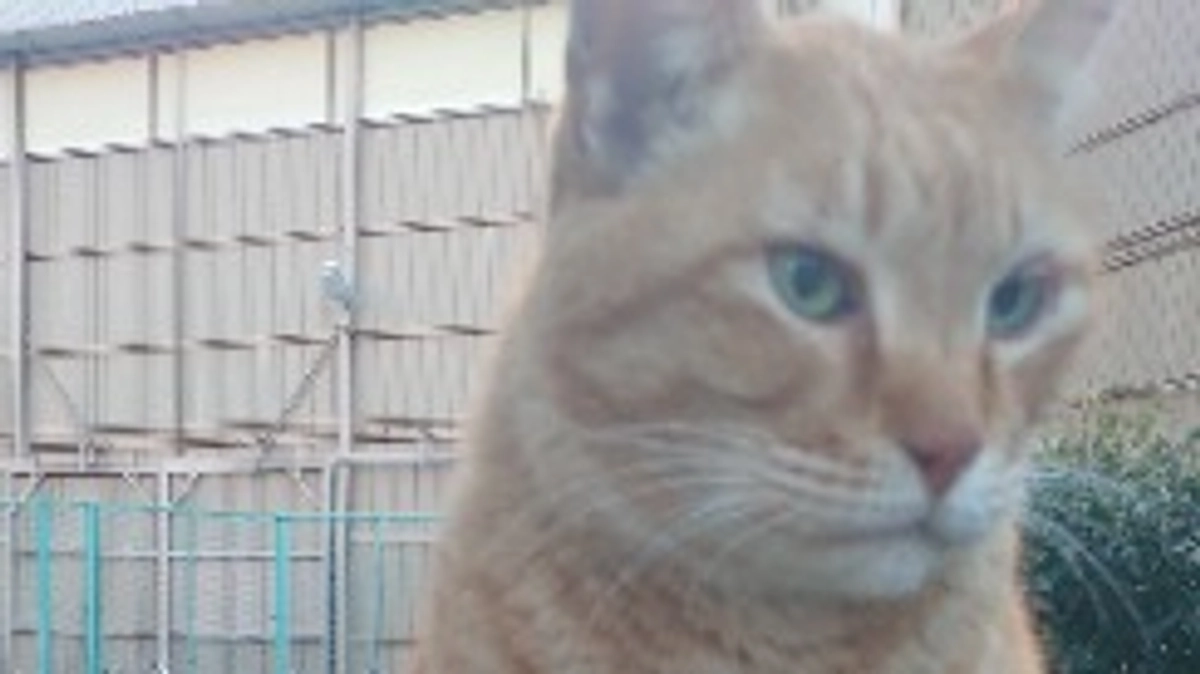 茶トラのキクとチャチャ