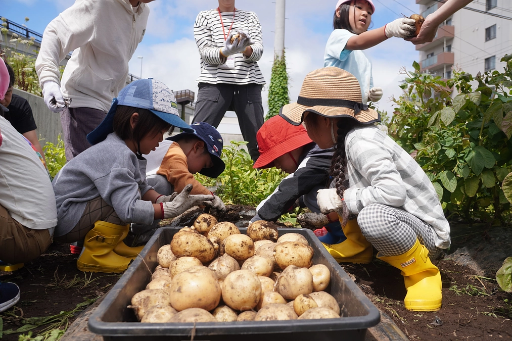 こどもたちがイモ堀に挑戦