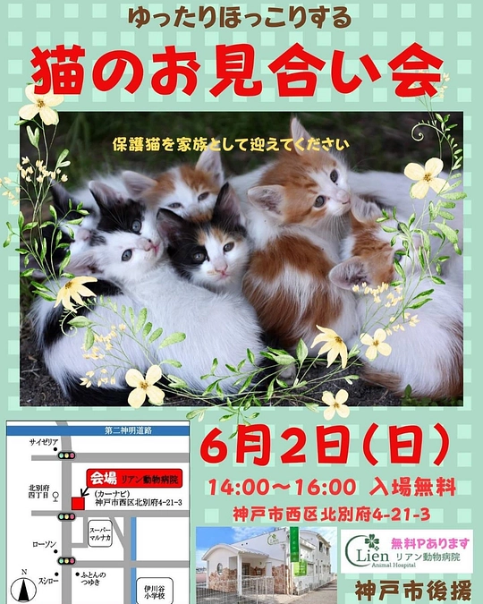 リアン動物病院での猫の譲渡会