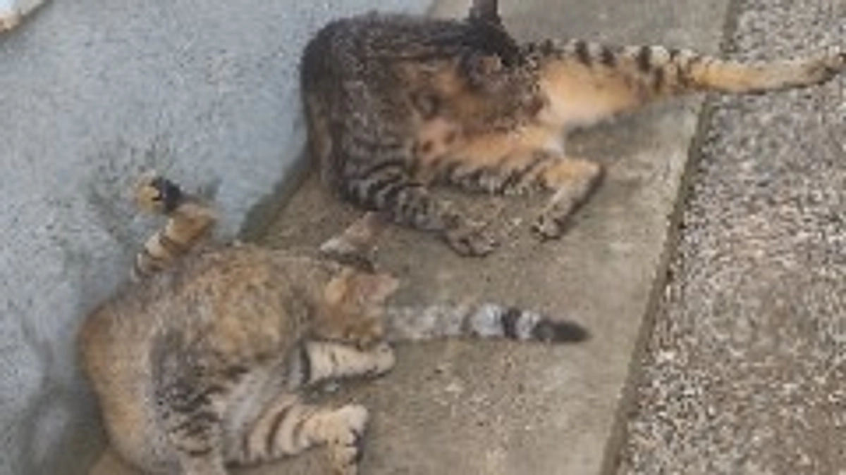 冷たくて気持ちいいニャン😸