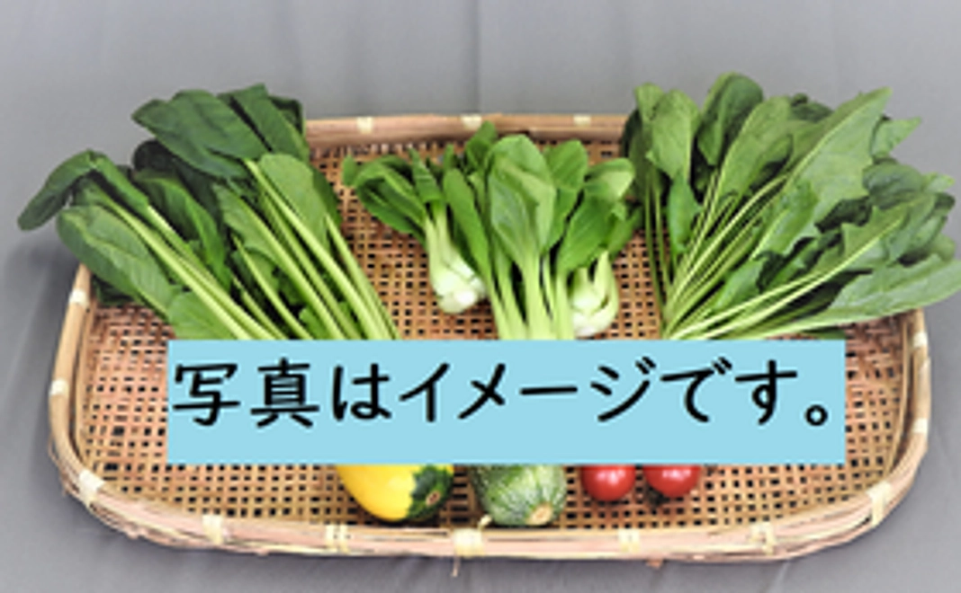 【福井市外の方向け】地元農家さんこだわり新鮮野菜の詰合せ