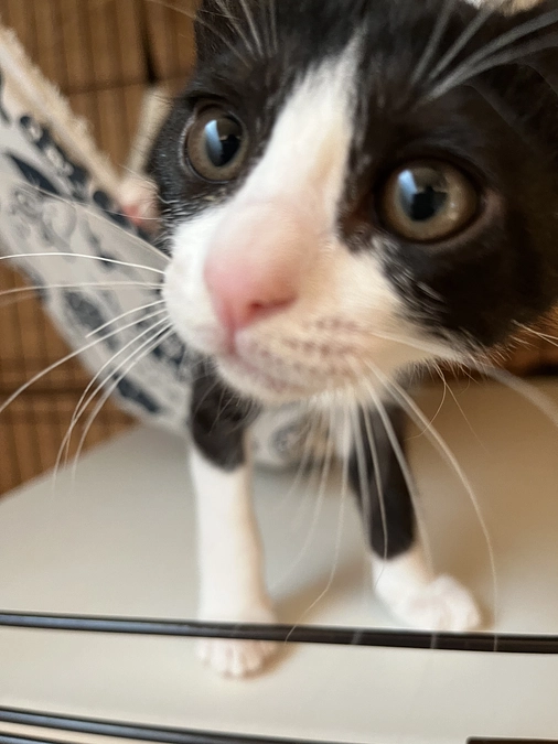 里親さんが決まりました＾＾