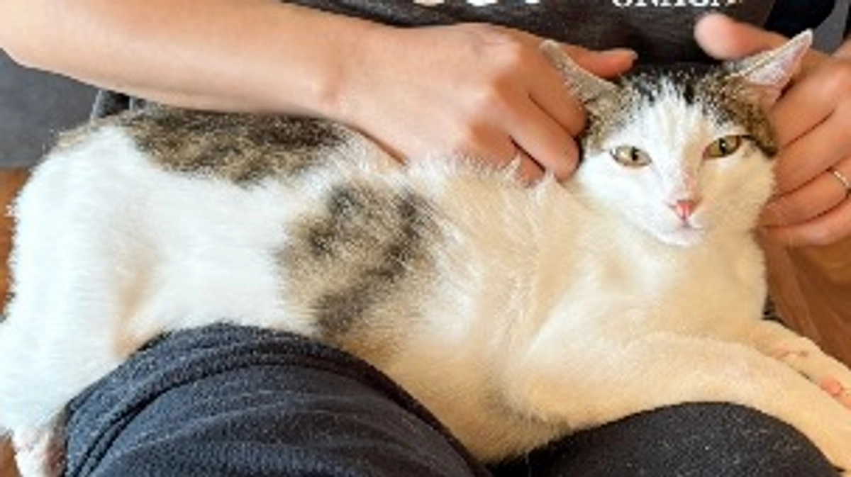 ごまさんのその後⑫