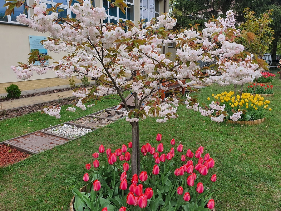 小学校に桜咲く
