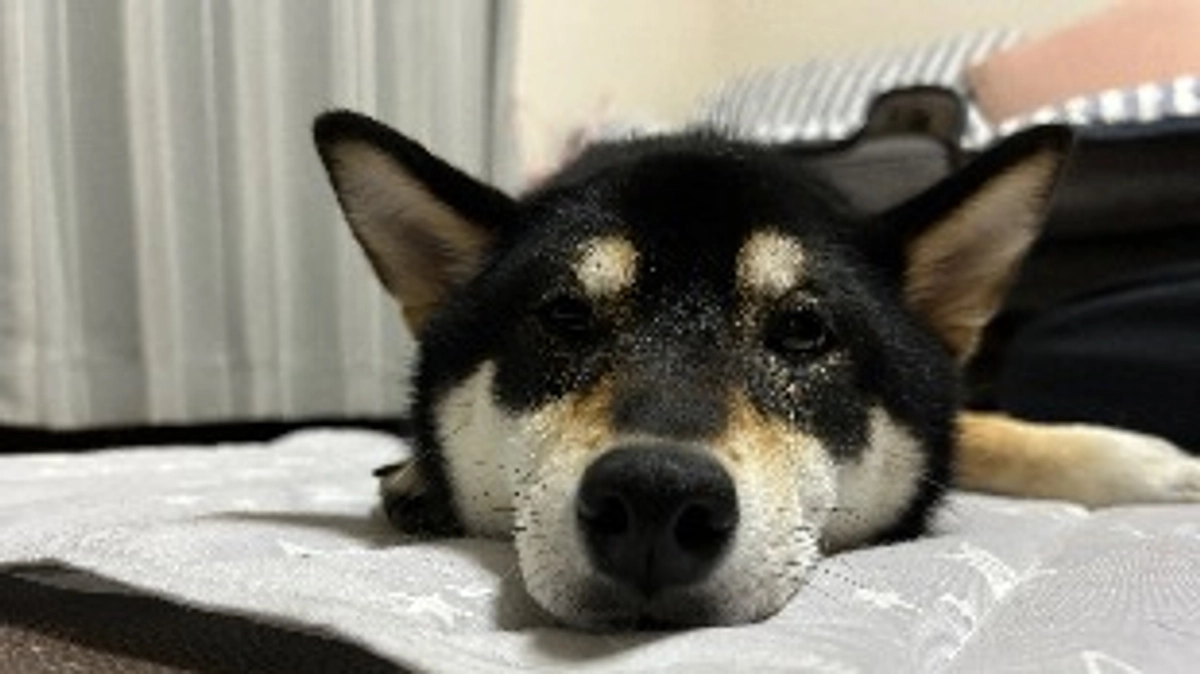 小春ちゃん、再発しました…