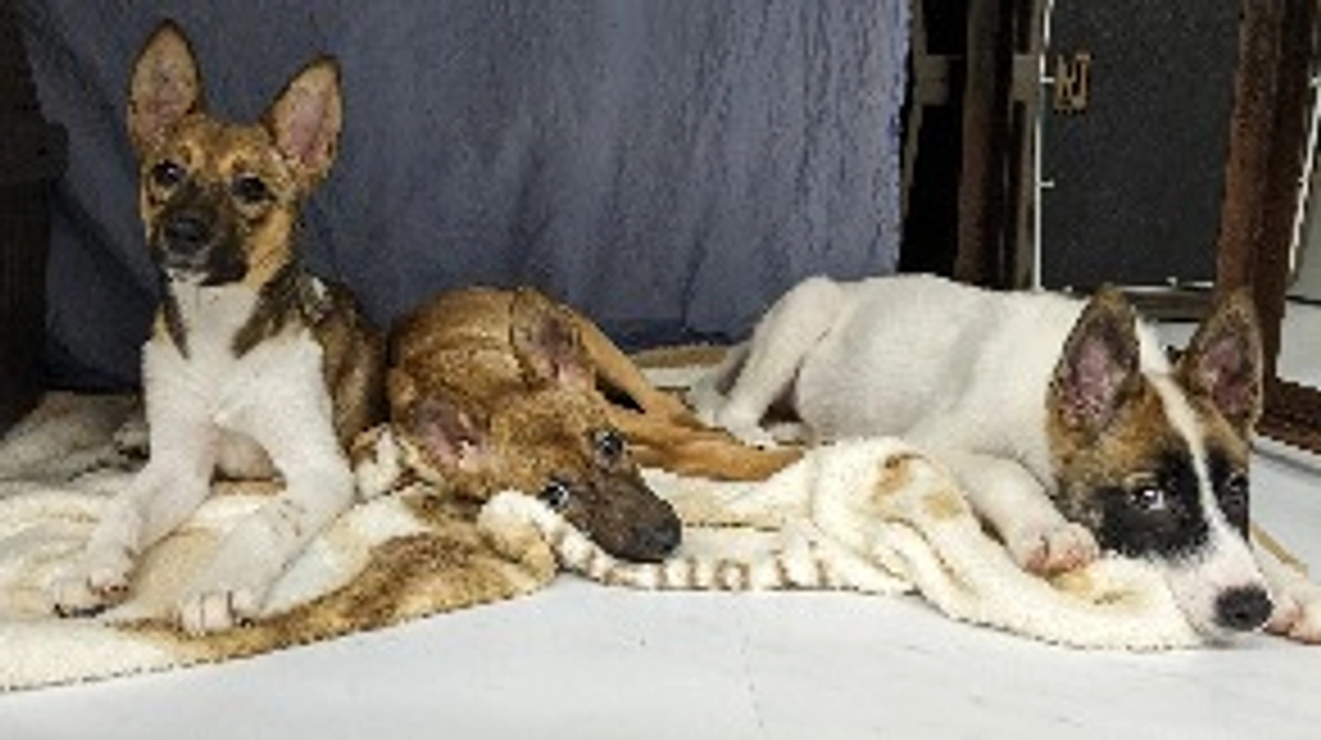 クラウドファンディング後の報告