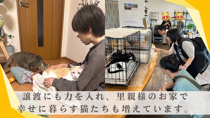猫と紡ぐサポーター募集！保護猫たちの命を大切につないでいきたい 3枚目